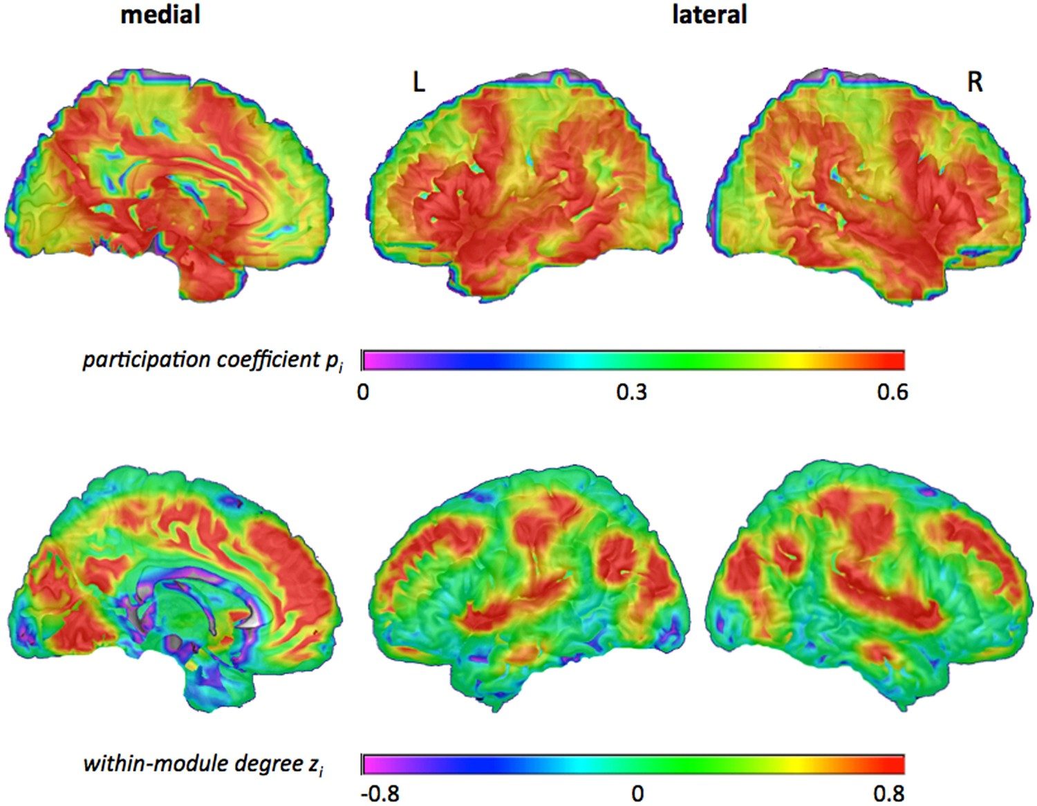 Intelligence is associated with the modular structure of intrinsic brain  networks | Scientific Reports