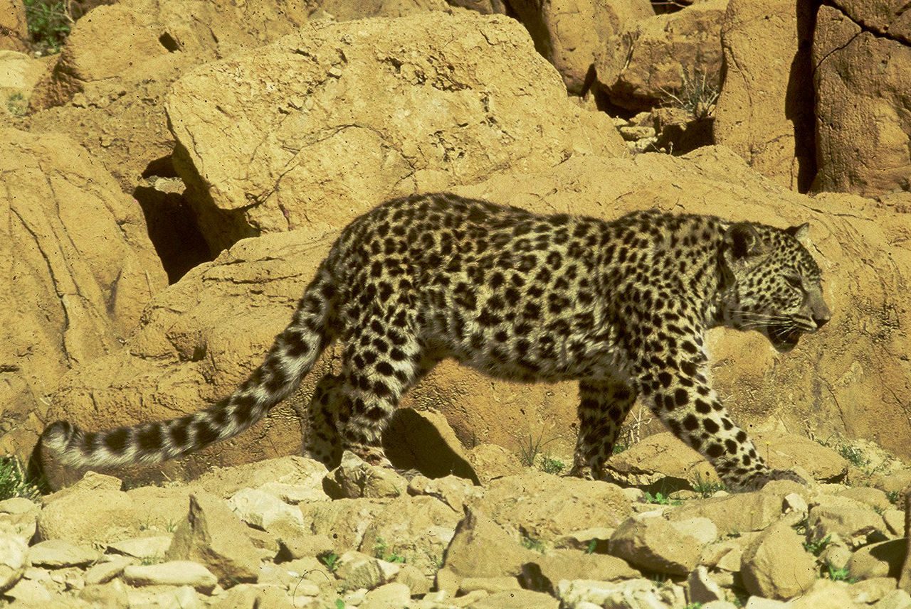 Arabian leopard - Wikipedia