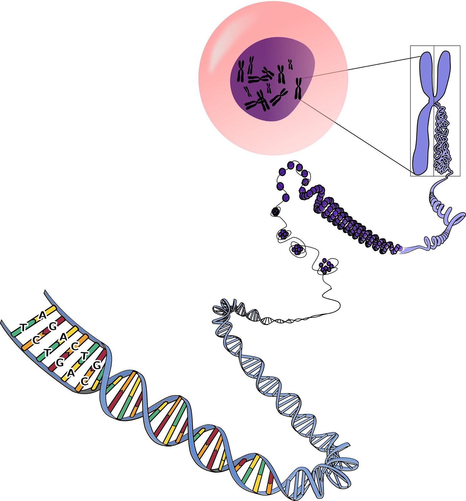 Sexual reproduction: Sometimes it's just not worth the effort, study finds