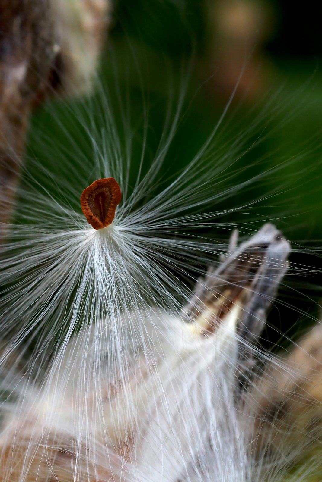 Close-up of Seed Pod on Tree Bark · Free Stock Photo