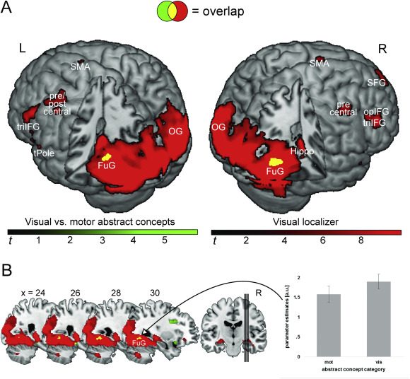 The grounding of abstract concepts in the motor and visual system: An fMRI study - ScienceDirect